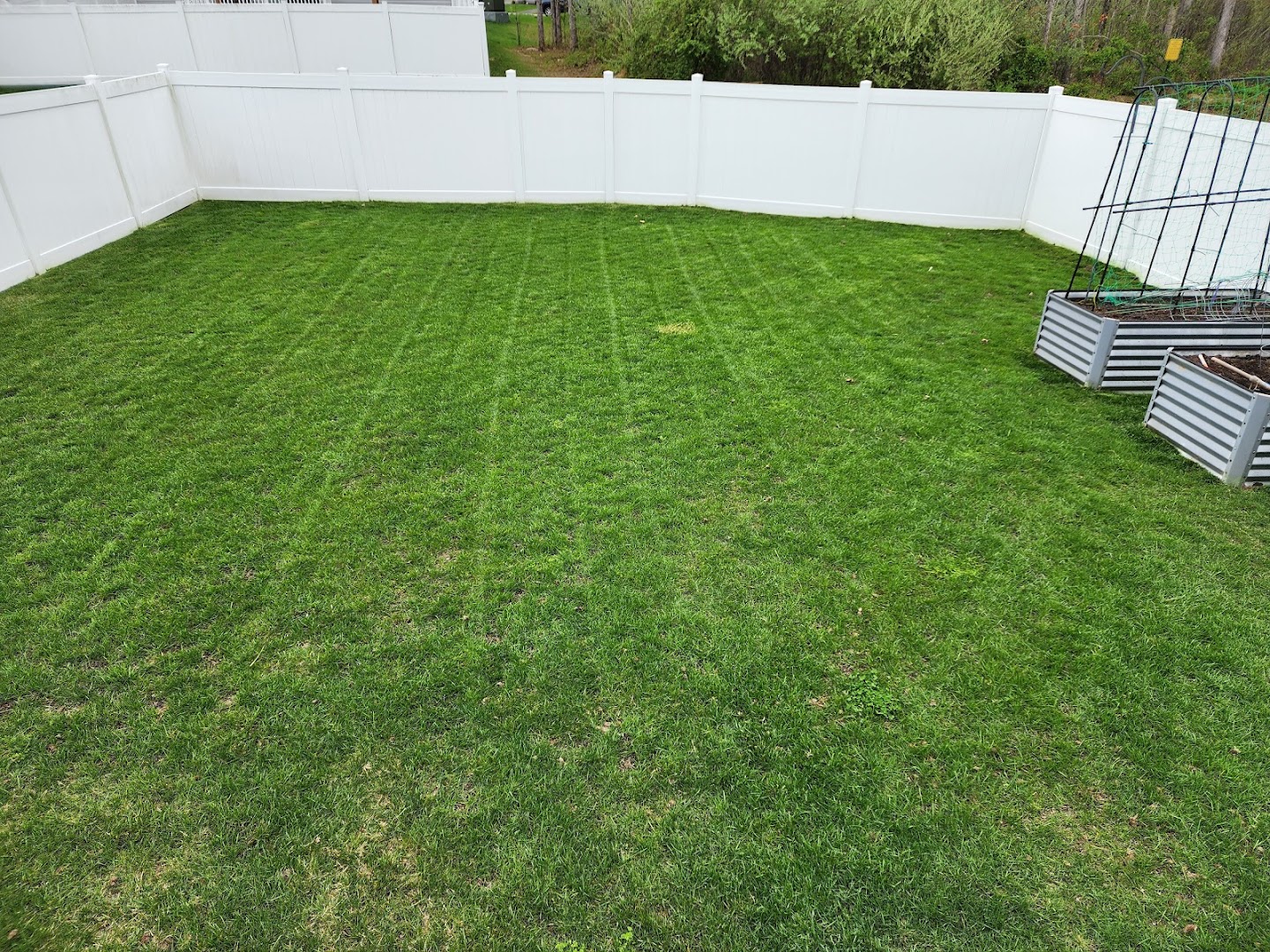 Thick green lawn after aeration and overseeding, Cecil County